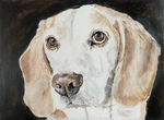 Porträt Beagle dog  Auftragsmalerei München Tierportrait Tier malen lassen Anja Frackmann